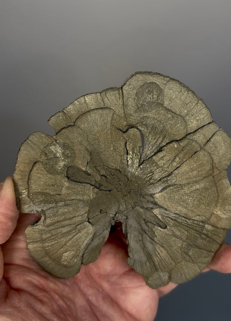 Pyrite Sun - From Sparta, Illinois