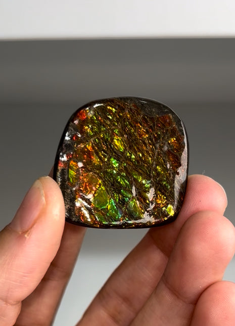 High Grade Ammolite from Alberta, Canada