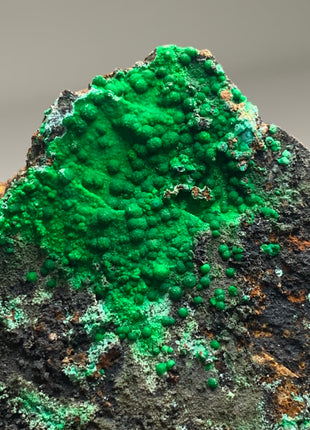 Vibrant Green Conichalcite ! From Spain