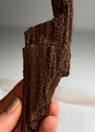 Stunning and Rare Permineralized Fossil Wood with Quartz - From Germany