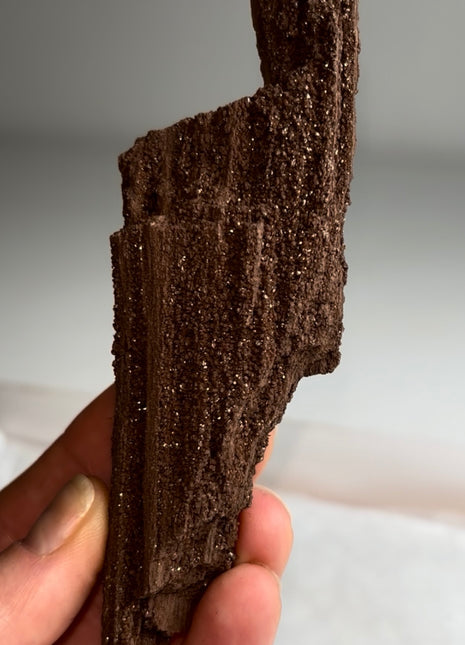 Stunning and Rare Permineralized Fossil Wood with Quartz - From Germany