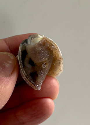 12 Pieces ! Fossilized Spiralite Quartz Shells