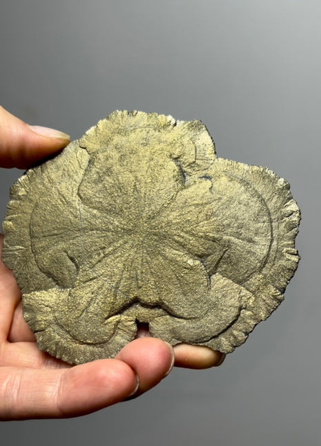 Pyrite Sun - From Sparta, Illinois