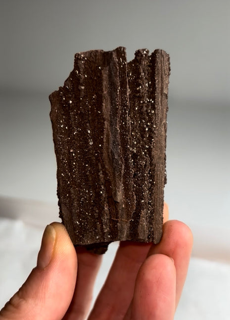 Stunning and Rare Permineralized Fossil Wood with Quartz - From Germany