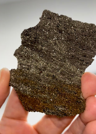 Rare ! Pyritized Petrified Wood PM0695