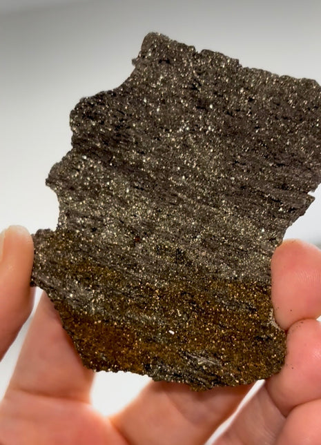 Rare ! Pyritized Petrified Wood PM0695
