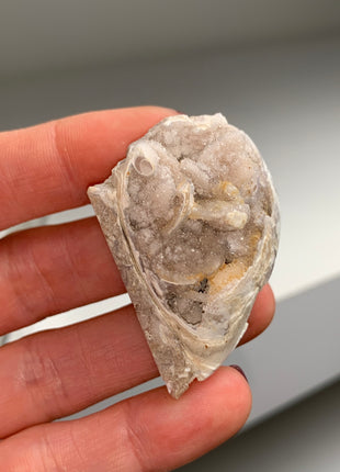 New Arrival ! 9 Pieces Fossilized Spiralite Quartz Shells - Lot # 7