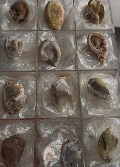 12 Pieces ! Fossilized Spiralite Quartz Shells