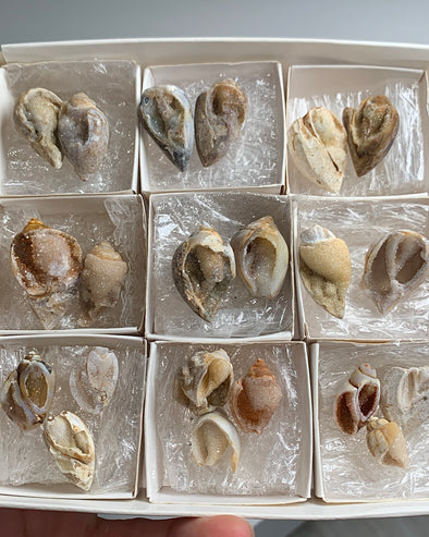 New Arrival ! 21 Pieces Fossilized Spiralite Quartz Shells - Lot # 23