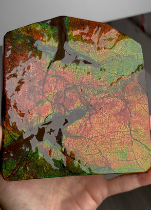 Stunning ! Ammolite from Alberta, Canada Collection # 789