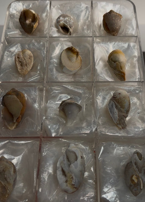 12 Pieces ! Fossilized Spiralite Quartz Shells