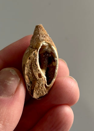 12 Pieces ! Fossilized Spiralite Quartz Shells