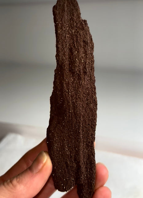 Stunning and Rare Permineralized Fossil Wood with Quartz - From Germany