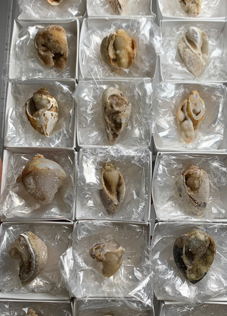 New ! 18 Pieces Fossilized Spiralite Quartz Shells - Lot # 8