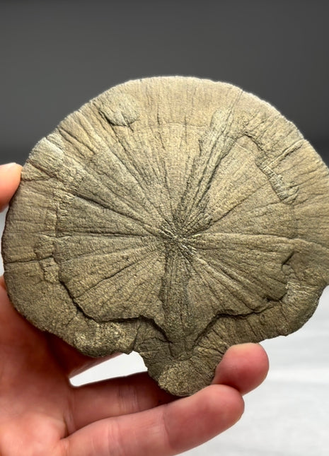 Pyrite Sun - From Sparta, Illinois