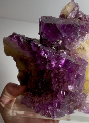 Stunning ! Yellow Purple Fluorite Collection # 690