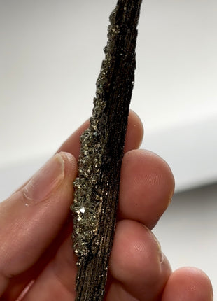 Rare ! Pyritized Petrified Wood PM0687
