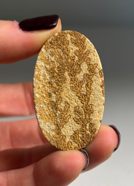 Dendritic Flower on Limestone from Germany