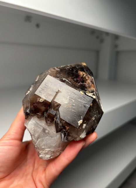 Huge Scepter Smoky Quartz from Namibia