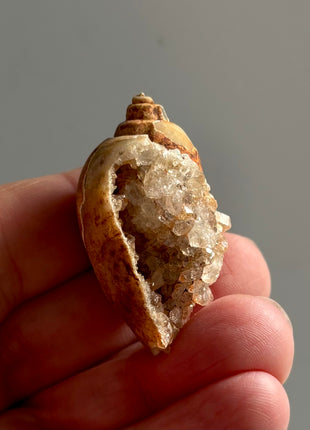 12 Pieces ! Fossilized Spiralite Quartz Shells