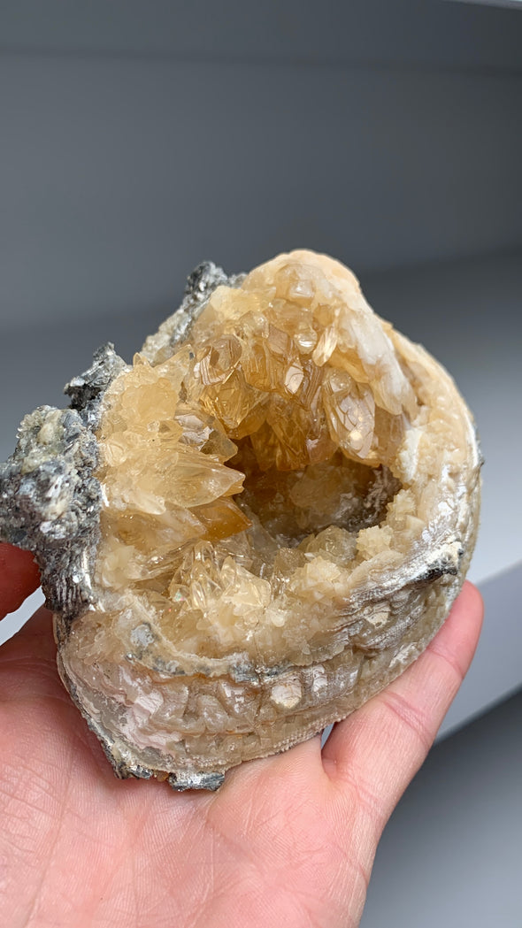 Clam Fossil with Gemmy Golden Calcite - Rock’s Pit, Florida