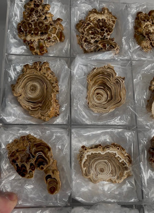 9 Pieces ! Caramel Brown Aragonite Stalactite Lot