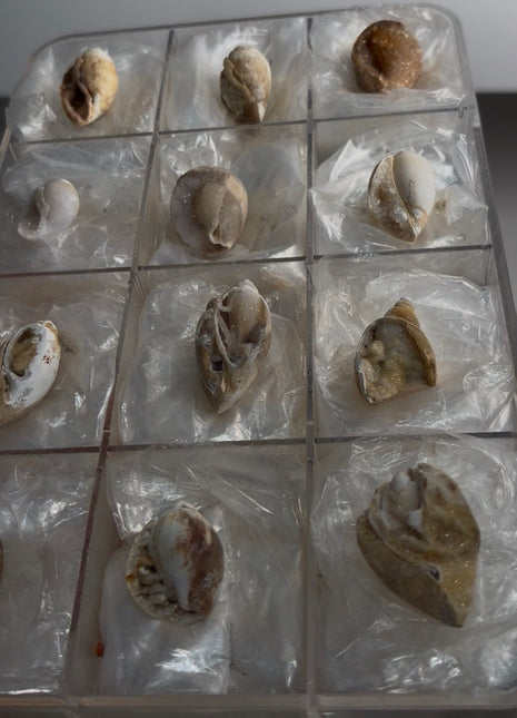 12 Pieces ! Fossilized Spiralite Quartz Shells