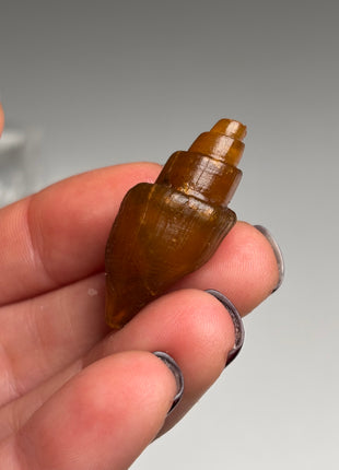 Rare Carnelian Replaced Fossil Gastropods Lot - 18 Pieces