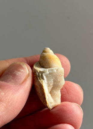 12 Pieces ! Fossilized Spiralite Quartz Shells