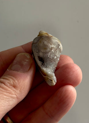 12 Pieces ! Fossilized Spiralite Quartz Shells