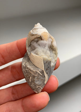 New Arrival ! 9 Pieces Fossilized Spiralite Quartz Shells - Lot # 6