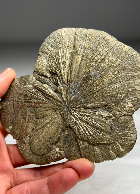 Pyrite Sun - From Sparta, Illinois