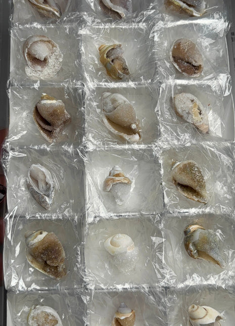 New ! 18 Pieces Fossilized Spiralite Quartz Shells - Lot # 3