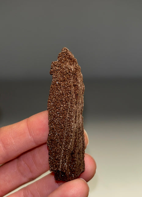 Stunning and Rare Permineralized Fossil Wood with Quartz - From Germany