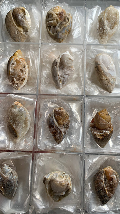 New Arrival ! 12 Pieces Fossilized Spiralite Quartz Shells - Lot # 10