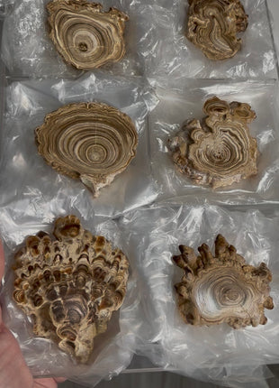 6 Pieces ! Caramel Brown Aragonite Stalactite Lot