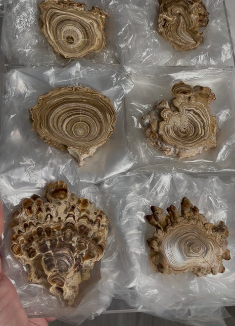 6 Pieces ! Caramel Brown Aragonite Stalactite Lot