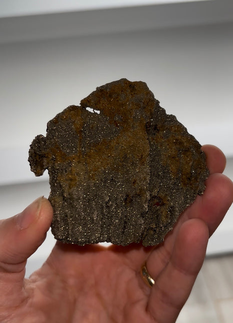 Rare ! Pyritized Petrified Wood
