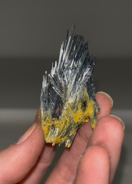 Stibnite Spray from Romania Collection # 588