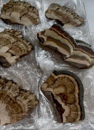 6 Pieces ! Barite with Pyrite Slices Lot