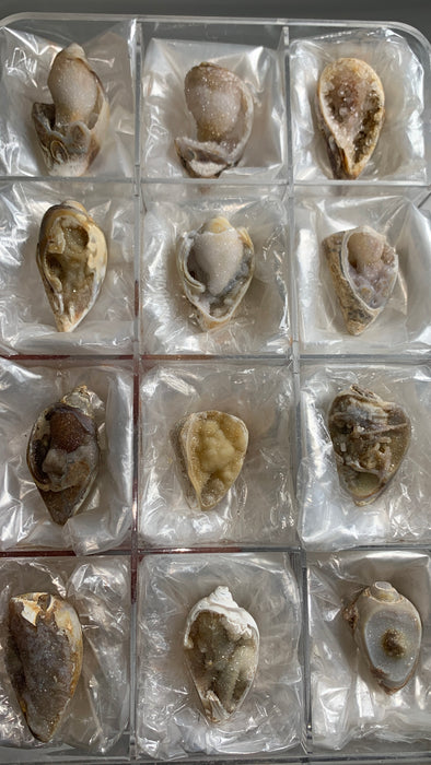 New Arrival ! 12 Pieces Fossilized Spiralite Quartz Shells - Lot # 11
