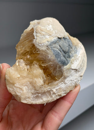 Clam Fossil with Golden Calcite - Ruck’s Pit, Florida