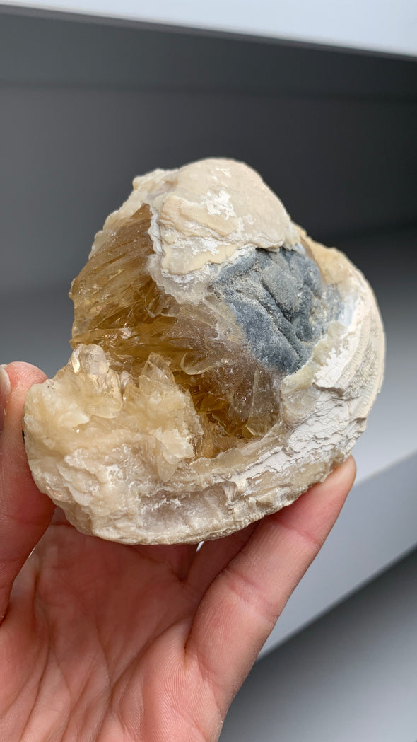 Clam Fossil with Golden Calcite - Rock’s Pit, Florida