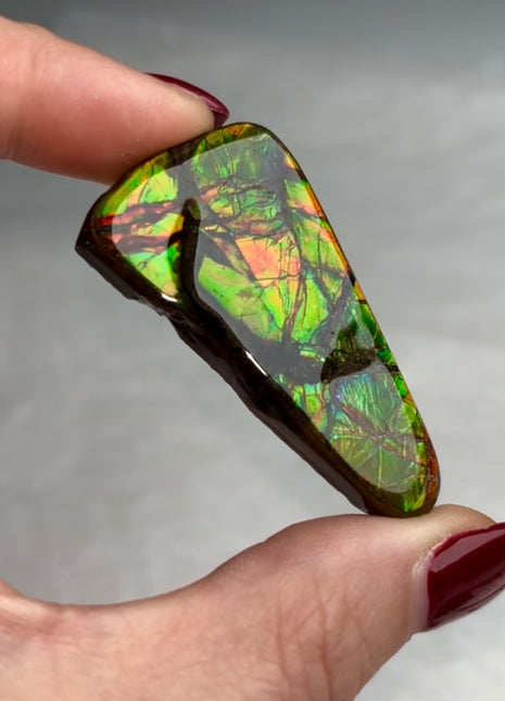 High Grade Ammolite from Alberta, Canada