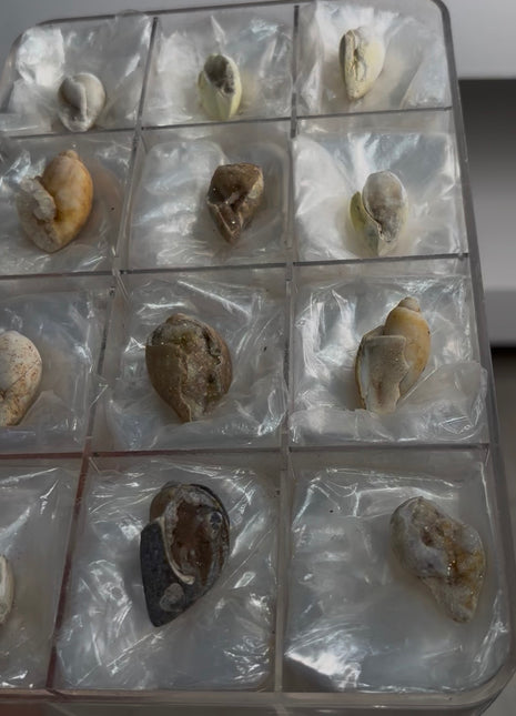 12 Pieces ! Fossilized Spiralite Quartz Shells