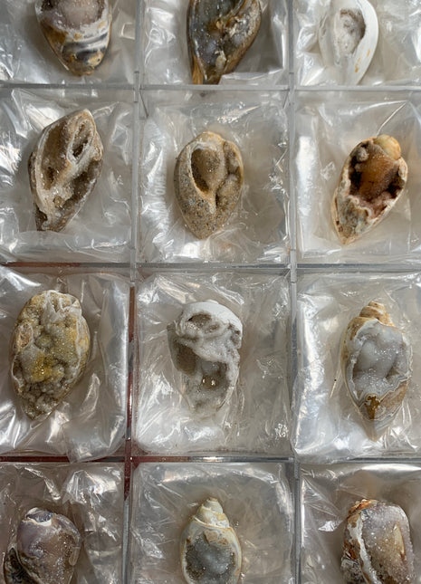 New Arrival ! 12 Pieces Fossilized Spiralite Quartz Shells - Lot # 3