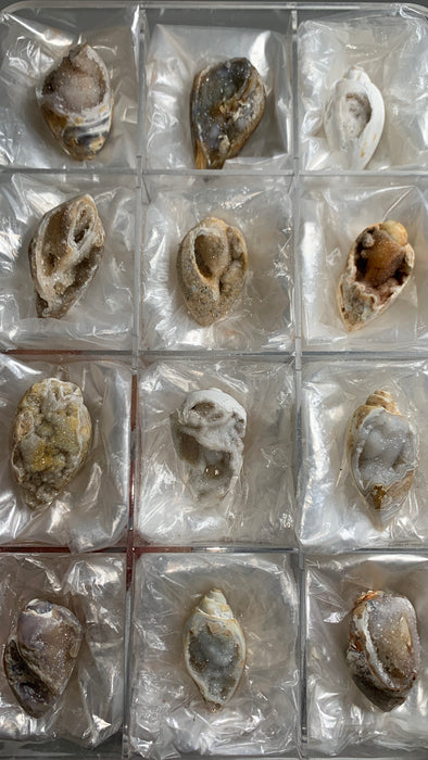New Arrival ! 12 Pieces Fossilized Spiralite Quartz Shells - Lot # 3