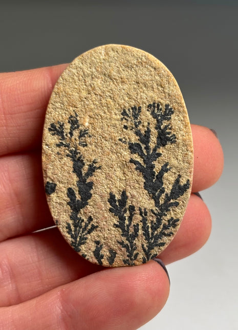 Dendritic Flower on Limestone from Germany