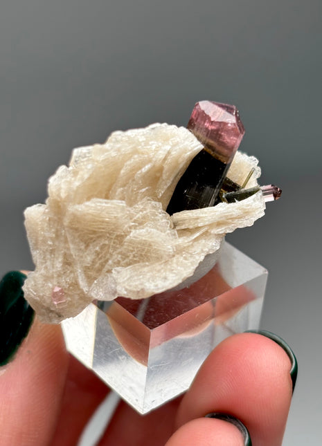 Pink Cap Tourmaline with Cleavelandite Flower