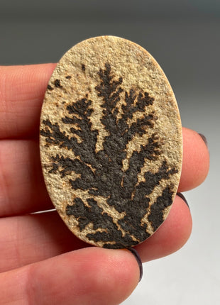 Dendritic Flower on Limestone from Germany